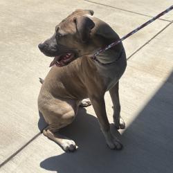 Shelter Stray Female Dog last seen , 980 Guilford College Rd, Greensboro, NC 27409, USA