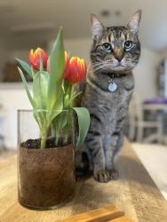 Lost Male Cat last seen Chapel Hill Lane, Denton, TX 76207