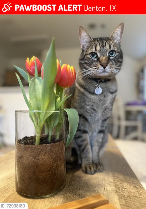 Lost Male Cat last seen Chapel Hill Lane, Denton, TX 76207