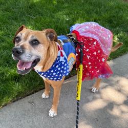Shelter Stray Female Dog last seen , 328 Furman Hall Rd, Greenville, SC 29609, USA