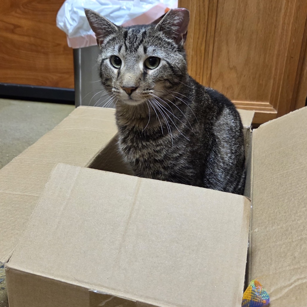Shelter Stray Male Cat last seen , Animal Care & Control Team of Philly, 111 W Hunting Park Ave, Philadelphia, PA 19140, USA