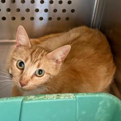 Shelter Stray Female Cat last seen , 3428 S Jenkins Ave, Norman, OK 73072, USA
