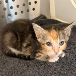 Shelter Stray Unknown Cat last seen , 3428 S Jenkins Ave, Norman, OK 73072, USA