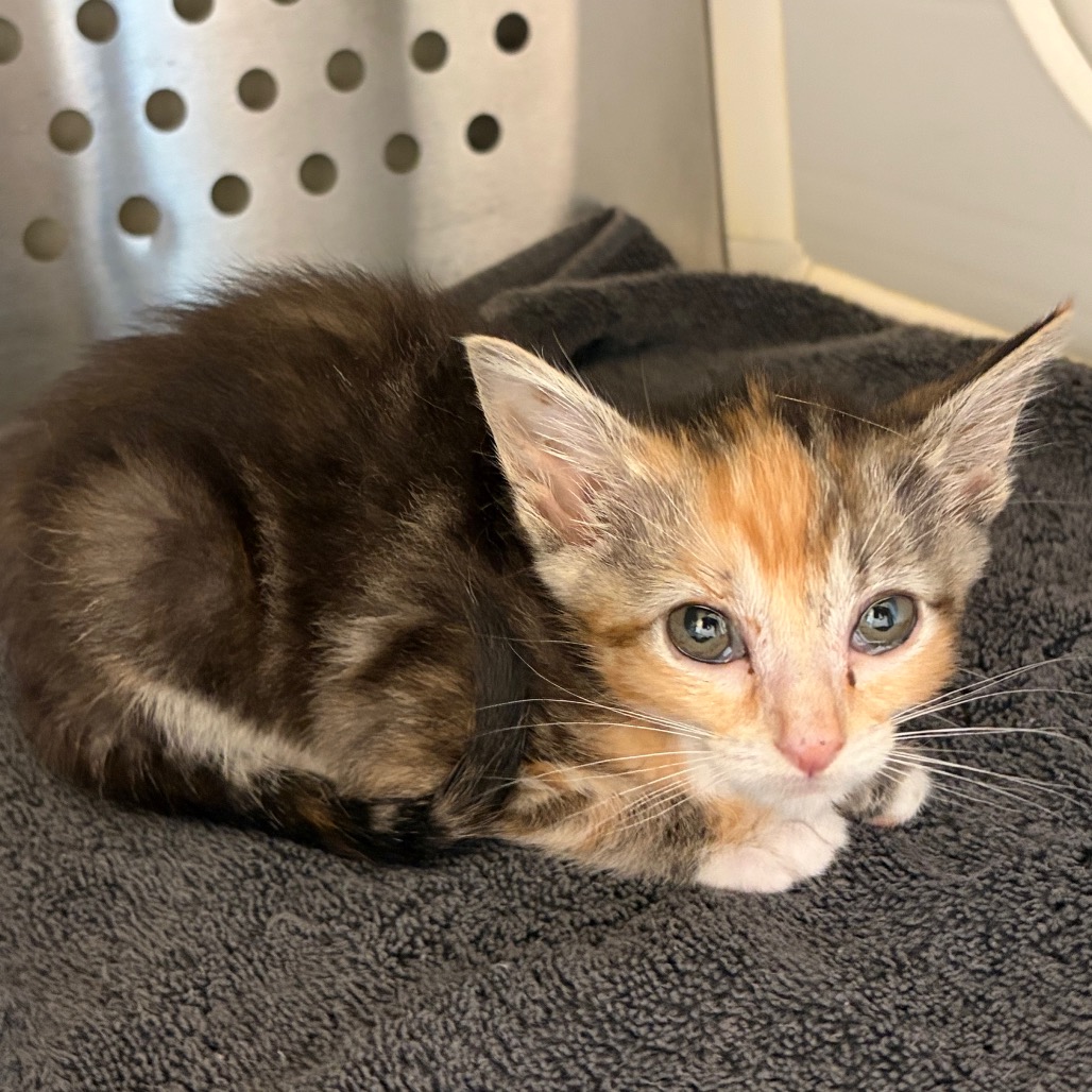 Shelter Stray Unknown Cat last seen , 3428 S Jenkins Ave, Norman, OK 73072, USA