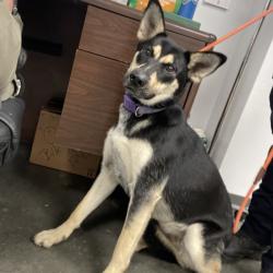 Shelter Stray Female Dog last seen , 3100 Deats Rd, Dickinson, TX 77539, USA
