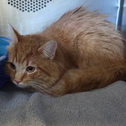 Shelter Stray Unknown Cat last seen , 54687 Co Rd 19, Bristol, IN 46507, USA