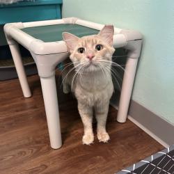Shelter Stray Male Cat last seen , 8020 Washington St, Port Richey, FL 34668, USA