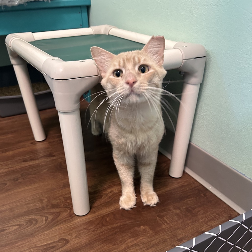 Shelter Stray Male Cat last seen , 8020 Washington St, Port Richey, FL 34668, USA