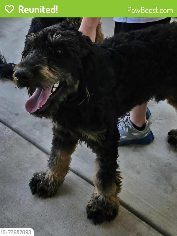 Reunited Male Dog last seen Liberty st Knoxville, Tn , Knoxville, TN 37909