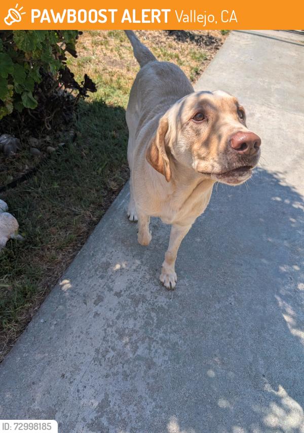 Found/Stray Male Dog last seen Tuolumne St. & Springs Rd., Vallejo, CA 94590