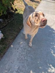 Found/Stray Male Dog last seen Tuolumne St. & Springs Rd., Vallejo, CA 94590