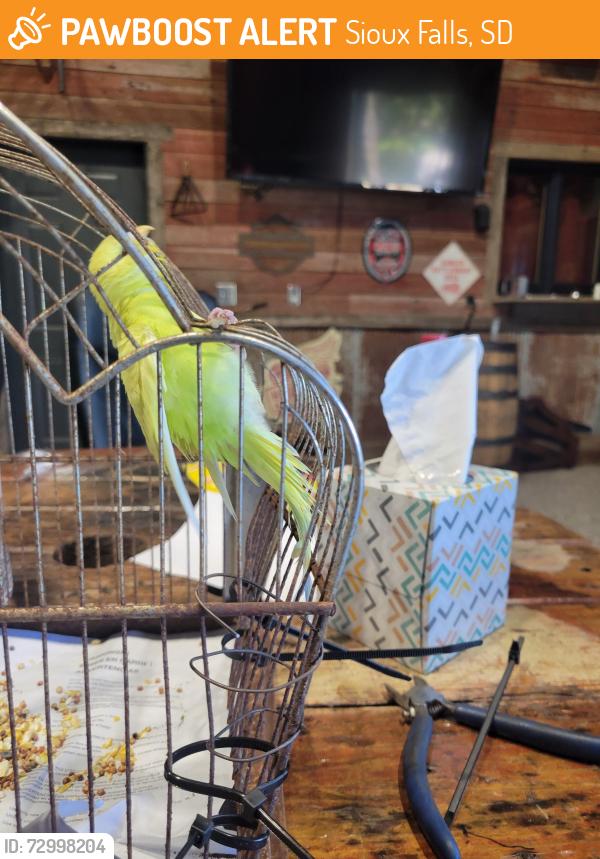 Found/Stray Unknown Bird last seen West 12th street and Ellis road, Sioux Falls, SD 57106