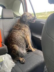Found/Stray Female Dog last seen N pea ridge and chena ridge rd, Temple, TX 76508