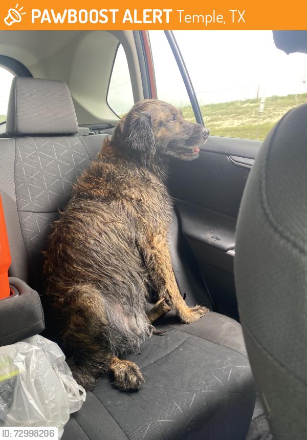 Found/Stray Female Dog last seen N pea ridge and chena ridge rd, Temple, TX 76508