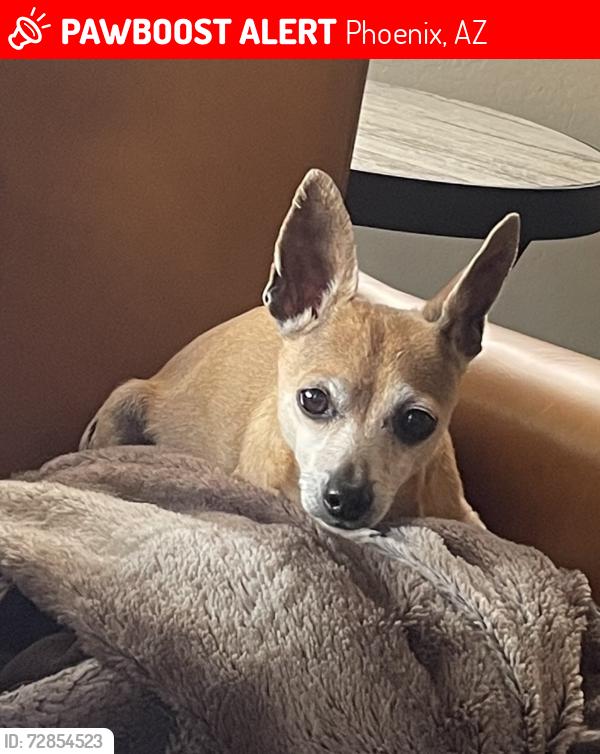 Lost Female Dog last seen Pinnacle Peak & Cashman, Phoenix, AZ 85050