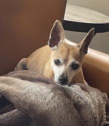 Lost Female Dog last seen Pinnacle Peak & Cashman, Phoenix, AZ 85050