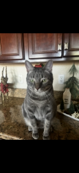 Lost Male Cat last seen eylesians homes  , Henderson, NV 89015