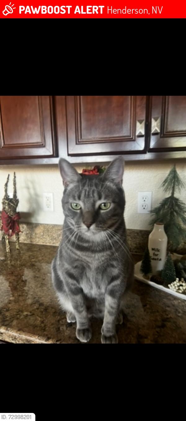 Lost Male Cat last seen eylesians homes  , Henderson, NV 89015