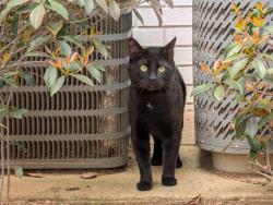 Lost Male Cat last seen Near Cobb Pkwy N , Marietta, GA 30062