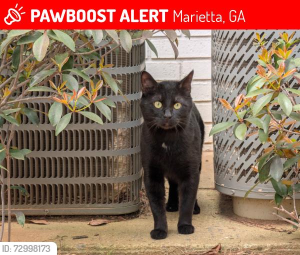 Lost Male Cat last seen Near Cobb Pkwy N , Marietta, GA 30062