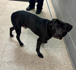 Found/Stray Male Dog last seen Mounds Blvd and McLean Ave , Saint Paul, MN 55106