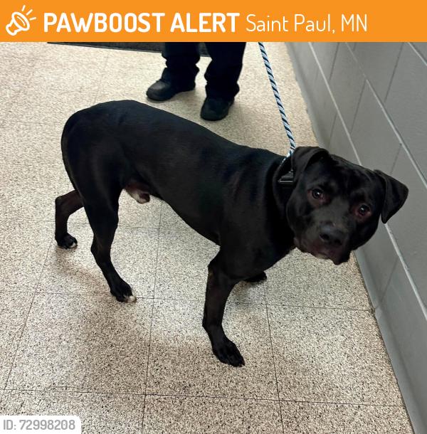 Found/Stray Male Dog last seen Mounds Blvd and McLean Ave , Saint Paul, MN 55106