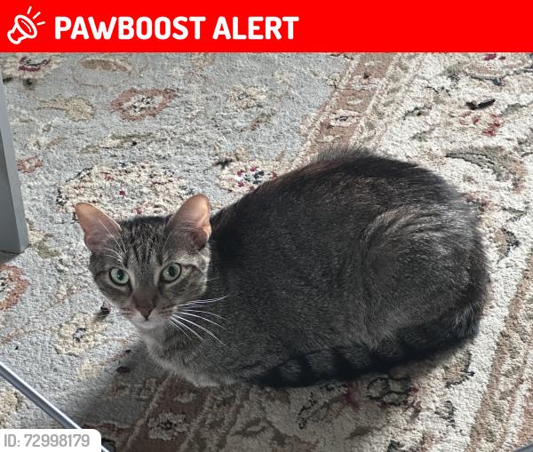 Lost Female Cat last seen Near Sunflower Ct Winter Park FL, Seminole County, FL 32792