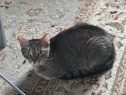 Lost Female Cat last seen Near Sunflower Ct Winter Park FL, Seminole County, FL 32792