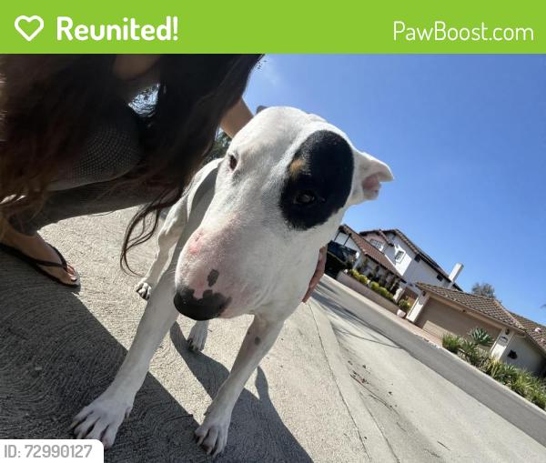 Reunited Female Dog last seen Parkside drive , Chula Vista, CA 91910