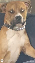 Lost Male Dog last seen Dollar general  creek mtn rd whitwell Tn , Powells Crossroads, TN 37397