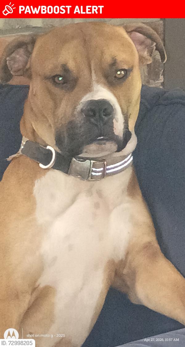 Lost Male Dog last seen Dollar general  creek mtn rd whitwell Tn , Powells Crossroads, TN 37397