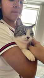 Lost Female Cat last seen Kroger, Alpharetta, GA 30004