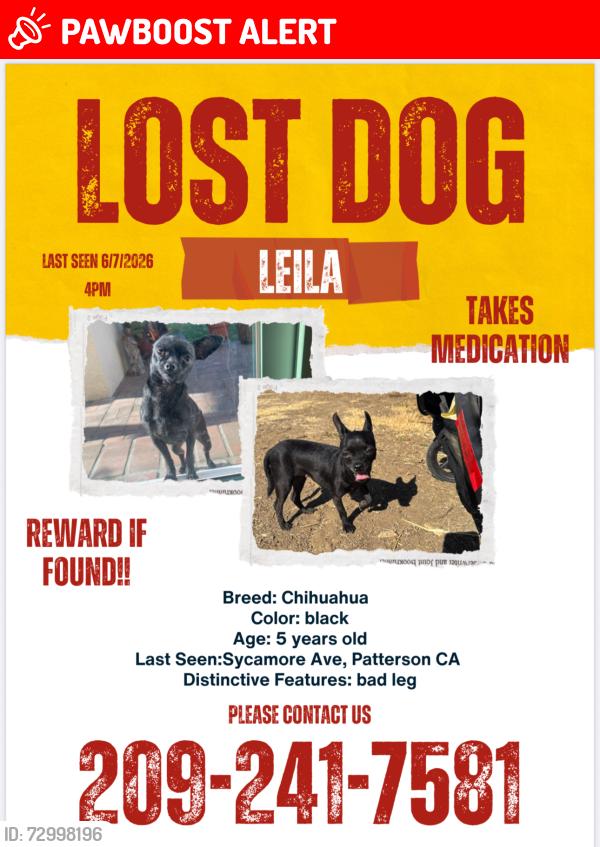 Lost Female Dog last seen Marshall rd , Stanislaus County, CA 95313