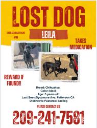 Lost Female Dog last seen Marshall rd , Stanislaus County, CA 95313