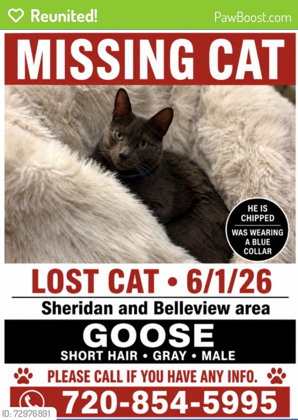 Reunited Male Cat last seen Sheridan & Belleview, Littleton, CO 80123