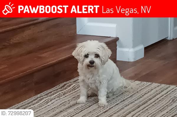 Lost Female Dog last seen Jones and Robindale, Las Vegas, NV 89139