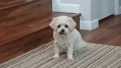 Lost Female Dog last seen Jones and Robindale, Las Vegas, NV 89139