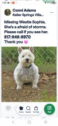 Reunited Female Dog last seen Kelly/ Keller Springs , Carrollton, TX 75006