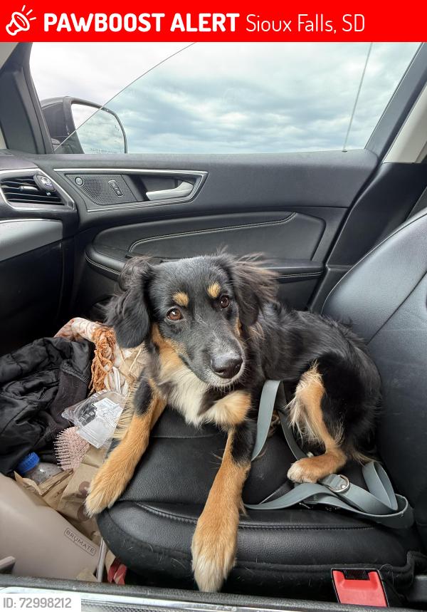 Lost Female Dog last seen S cliff starbucks and milkyway, Sioux Falls, SD 57108