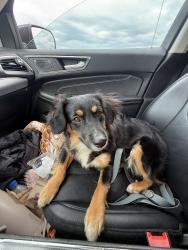 Lost Female Dog last seen S cliff starbucks and milkyway, Sioux Falls, SD 57108