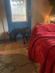 Lost Male Dog last seen Garland road and 17th, Garland, TX 75041