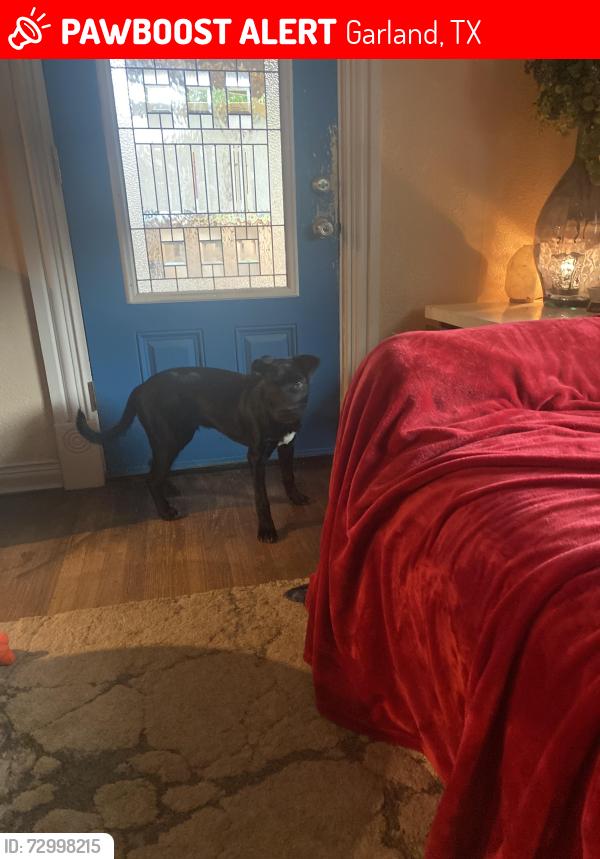 Lost Male Dog last seen Garland road and 17th, Garland, TX 75041