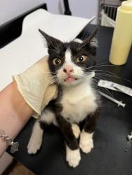 Shelter Stray Male Cat last seen Bexar County, 3353 Morningside Dr, New Braunfels, TX 78132, USA