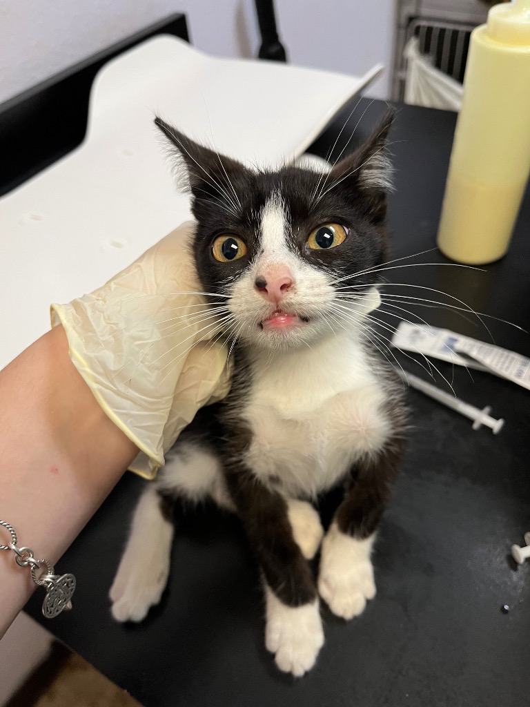 Shelter Stray Male Cat last seen Bexar County, 3353 Morningside Dr, New Braunfels, TX 78132, USA