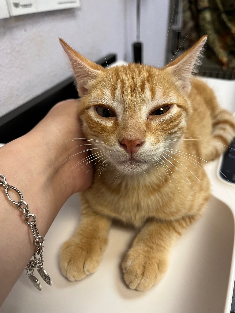 Shelter Stray Male Cat last seen Bexar County, 3353 Morningside Dr, New Braunfels, TX 78132, USA