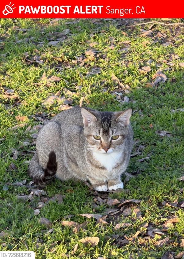 Lost Male Cat last seen Piedra fire station , Sanger, CA 93657