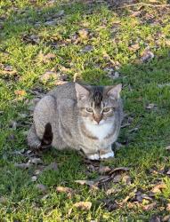 Lost Male Cat last seen Piedra fire station , Sanger, CA 93657