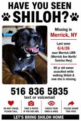 Lost Female Dog last seen Merrick Ave and Sunrise Hwy, Merrick, NY 11566