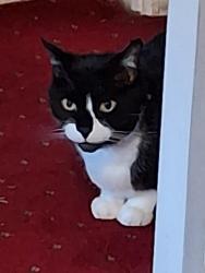 Lost Female Cat last seen Fullerton road hartford CW8 1SS , Hartford, England CW8