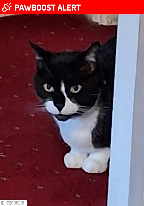 Lost Female Cat last seen Fullerton road hartford CW8 1SS , Hartford, England CW8